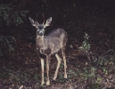 black tailed deer, San Pedro Valley